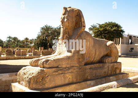 Alabastro Sfinge di Amenophis II al mit Rahina Museum, Memphis, vicino a Sakkara, Egitto Foto Stock