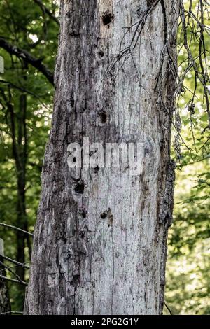 Albero morto con molti buchi in esso fatto da picchio in una serata di primavera vicino North Branch, Minnesota USA. Foto Stock