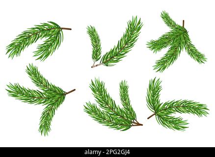 Pino ramo isolato abete vettore decorazione xmas sfondo verde sempreverde abete trasparente. Illustrazione Vettoriale