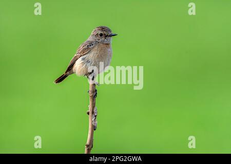 Bellissimo uccello piccolo sul ramo, lo stonechat Siberiano o stonechat asiatico è una specie recentemente convalidata della famiglia del vecchio mondo flycatcher Foto Stock