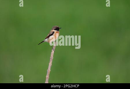 Bellissimo uccello piccolo sul ramo, lo stonechat Siberiano o stonechat asiatico è una specie recentemente convalidata della famiglia del vecchio mondo flycatcher Foto Stock