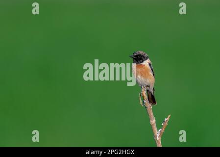 Bellissimo uccello piccolo sul ramo, lo stonechat Siberiano o stonechat asiatico è una specie recentemente convalidata della famiglia del vecchio mondo flycatcher Foto Stock