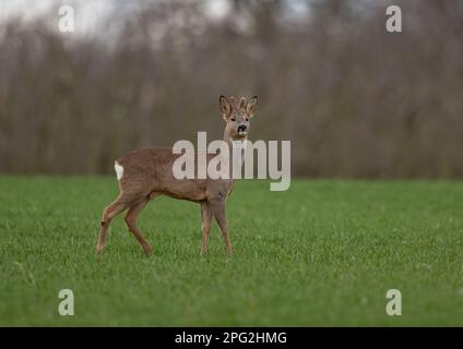 Un capriolo maschio (Capreolus capreolus) in piedi fiero ilooking alla macchina fotografica nei campi arabili di una fattoria Suffolk . REGNO UNITO Foto Stock