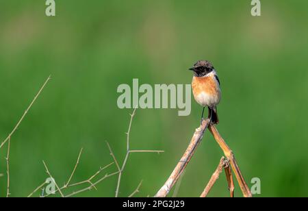 Bellissimo uccello piccolo sul ramo, lo stonechat Siberiano o stonechat asiatico è una specie recentemente convalidata della famiglia del vecchio mondo flycatcher Foto Stock