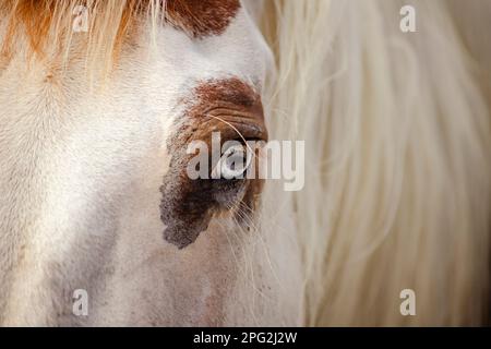 occhi profondi di cavallo Foto Stock