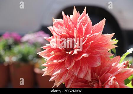 Fioritura colore rosso e rosa Dahlia bellezza Foto Stock