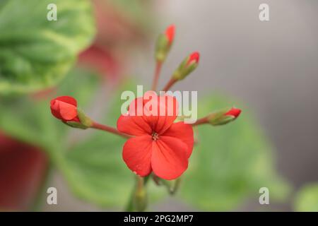 Una bella Red drummond Pholx fiore gerani fiore Foto Stock