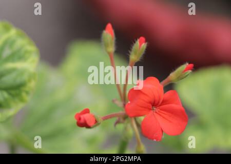 Una bella Red drummond Pholx fiore gerani fiore Foto Stock