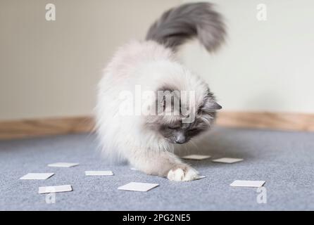 Birman, Sacro Gatto Della Birmania. Gatto adulto che guarda le carte Match. Germania . Foto Stock