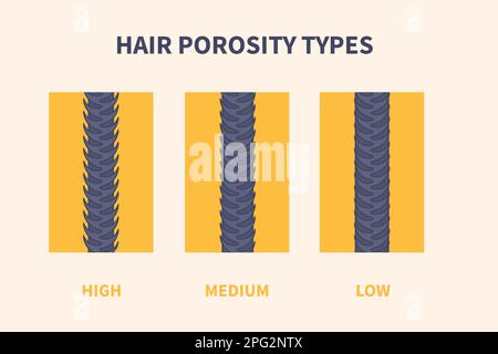 Poster educativo dei tipi di porosità dei capelli grafico Illustrazione Vettoriale