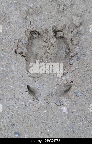 Renne (tarandus di Rangifer), stampa del piede nella sabbia, Svezia Foto Stock