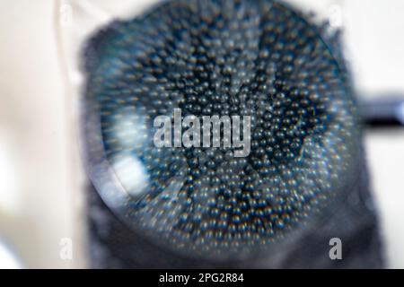 Primo piano del campione di mezzi abrasivi di sabbiatura, pallinatura del filo tagliato, concetto industriale Foto Stock