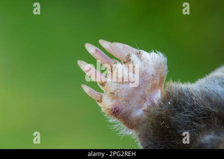 European Mole (Talpa europaea), primo piano della zampa di scavo. Germania Foto Stock