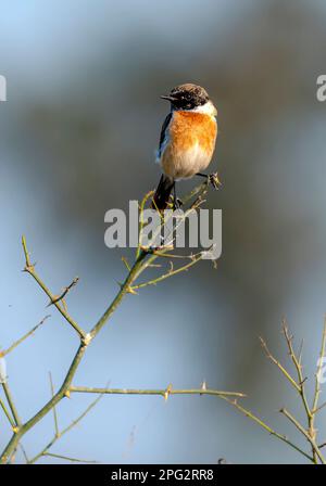 Bellissimo uccello piccolo sul ramo, lo stonechat Siberiano o stonechat asiatico è una specie recentemente convalidata della famiglia del vecchio mondo flycatcher Foto Stock