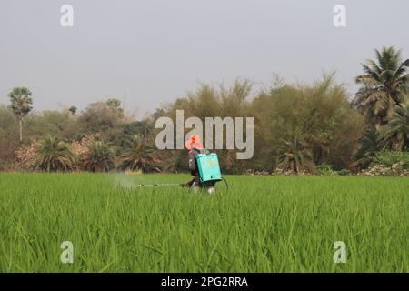 Coltivatore indiano che sparge il pesticida di fertilizzante in campo verde bello del paddy, coltura indiana del riso Foto Stock