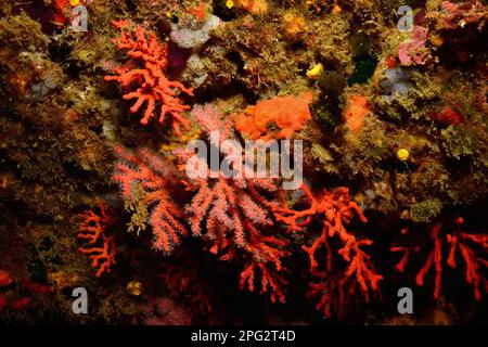 Corallium rubrum, Edelkoralle, corallo rosso, corallo prezioso Foto Stock