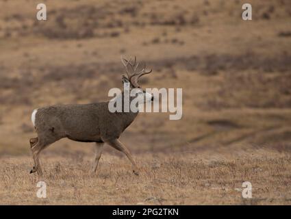 Grande cervo mulo maschio durante il percorso a piedi con spazio copia Foto Stock