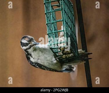 Maschio pecker rovinoso mangiare suet da un alimentatore di suet cortile in un giorno d'estate a Taylors Falls, Minnesota USA. Foto Stock