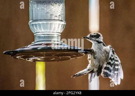 Picchio maschile discendente che afferra sul bordo di un alimentatore hummingbird cortile con le sue ali estenuate in estate a Taylors Falls, Minnesota USA. Foto Stock