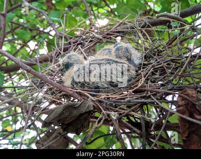 Cute baby bird foto & fotografia Foto Stock