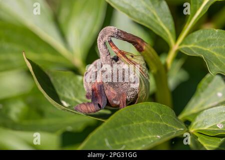 Il marciume grigio su un germoglio di peonia Foto Stock