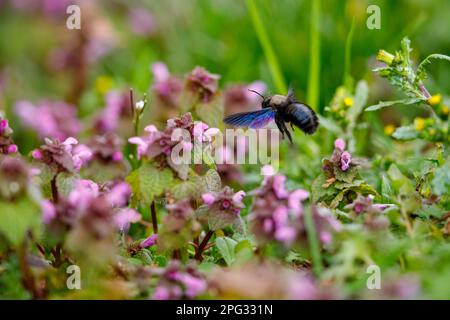 La grande ape di falegname blu Foto Stock