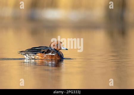 Wigeon eurasiatico (Anas penelope). Drake in non-breeding piumaggio nuoto su un fiume. Germania Foto Stock