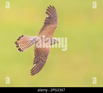 Kestrel comune (Falco tinnunculus) uccello femmina che volano contro sfondo luminoso. Piccolo Raptor in Estremadura, Spagna. Fauna selvatica scena della natura in Europ Foto Stock