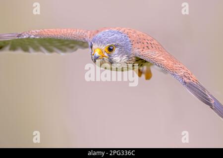 Kestrel comune (Falco tinnunculus) uccello maschio Flying contro sfondo luminoso. Piccolo Raptor in Estremadura, Spagna. Fauna selvatica scena della natura in Europa. Foto Stock