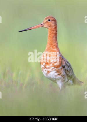 Majestic nero-tailed Godwit (Limosa limosa) wader uccello guardando nella telecamera. Questa specie è di allevamento in olandese aree costiere. Circa la metà del Foto Stock