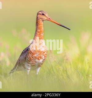 Majestic nero-tailed Godwit (Limosa limosa) wader uccello guardando nella telecamera. Questa specie è di allevamento in olandese aree costiere. Circa la metà del Foto Stock