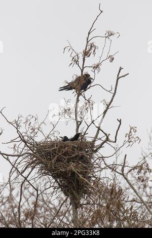 Rook (Corvus frugilegus). Coppia a nest.Germany Foto Stock