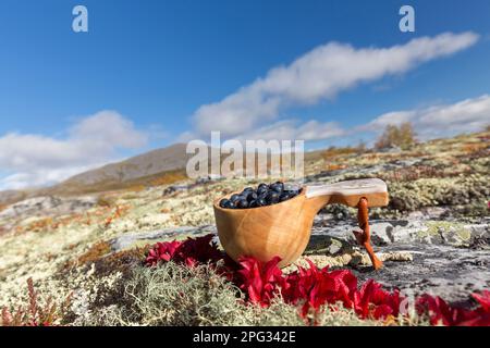 Mirtillo (mirtillo di Vaccinio). Bacche mature e appena raccolte in una tazza di legno, Jaemtland, Svezia. Foto Stock