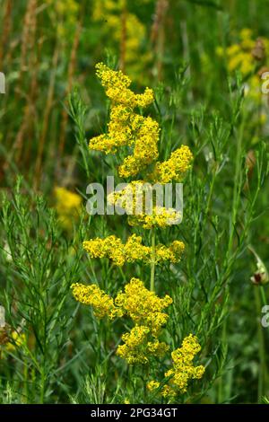 Ladys Bedpaglierino, giallo Bedpaglierino (Galium verum), pianta fioritura. Germania Foto Stock