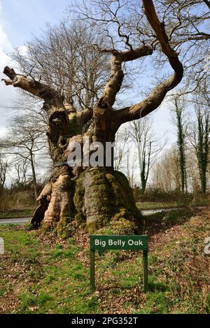 Big Belly Oak, accanto alla strada A346 vicino a Marlborough, nel Wiltshire. Foto Stock