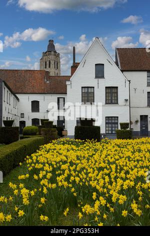 Vista sulle storiche case bianche del Beguinage, nella città di Oudenaarde, nelle Fiandre Orientali, in Belgio. Primavera con un tappeto di paglia giallo brillante Foto Stock