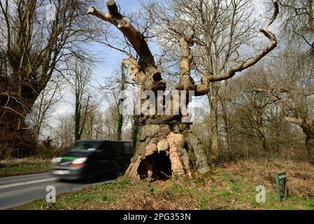 Big Belly Oak, accanto alla strada A346 vicino a Marlborough, nel Wiltshire. Foto Stock