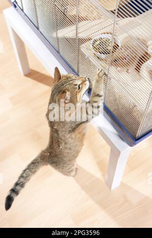 Un gatto di casa per adulti di tabby è interessato ad un criceto d'oro in una gabbia Foto Stock