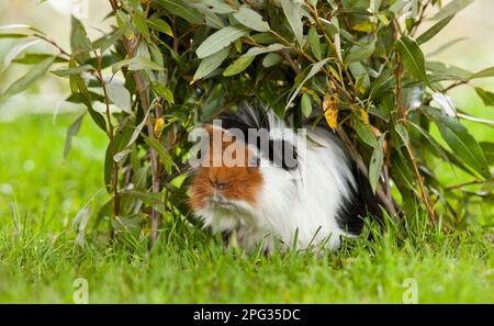 Guinea Pig, Cavie. Adulto che si nasconde sotto ramoscelli di salice. Germania Foto Stock