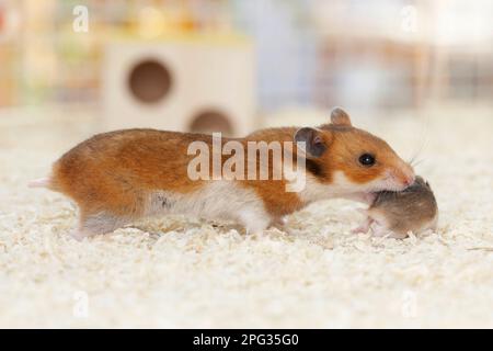 PET criceto d'oro. Una madre prende il suo bambino per riportarlo al nido Foto Stock