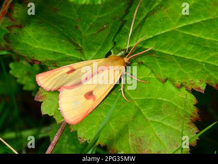 Buff nuvoloso, Ermine nuvoloso (Diacrisia sannio). Maschio su una foglia verde. Germania Foto Stock