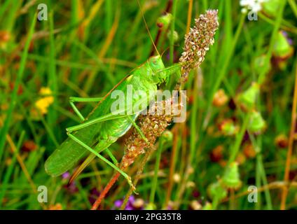 Grande Bushcricket verde (Tettigonia viridissima) su un fusto. Germania Foto Stock