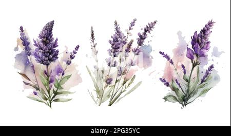 Set lavanda Vector acquerello. Splendidi bouquet floreali isolati su sfondo bianco illustrazione Illustrazione Vettoriale