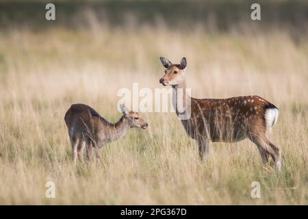 Cervo Sika (Cervus nippon). Madre e giovane in erba secca. Danimarca Foto Stock