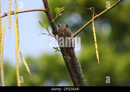 Gli scoiattoli sono roditori di piccole e medie dimensioni noti per le loro code cespugliose e la loro capacità di arrampicarsi sugli alberi con grande agilità. Foto Stock