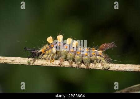 Vapourer Moth, Common Vapourer, Russy Tussock Moth (Orgyia antiqua), caterpillar su un ramoscello. Germania. Foto Stock