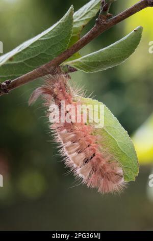 Tussock pallido, Moth (Calliteara pudibunda). Caterpillar (forma marrone) mangiare una foglia. Germania Foto Stock