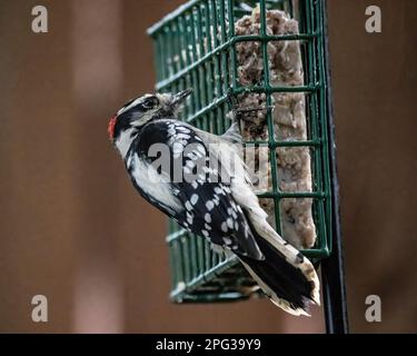 Il picchio di pecora maschile aggrappato a un alimentatore di suet sul cortile mentre mangia in una giornata estiva a Taylors Falls, Minnesota USA. Foto Stock