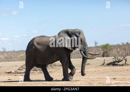 Vista panoramica di un grande elefante (Loxodonta africana) a piedi attraverso una savana prateria a metà giornata Foto Stock