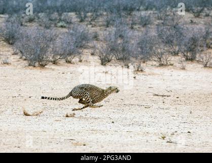 Ghepardo africano sudest (Acinonyx jubatus jubatus), femmina adulta, che si springbok nel Kalahari Foto Stock